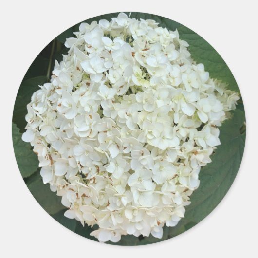 Annabelle hydrangea (Hydrangea arborescens) Runder Aufkleber (Vorderseite)
