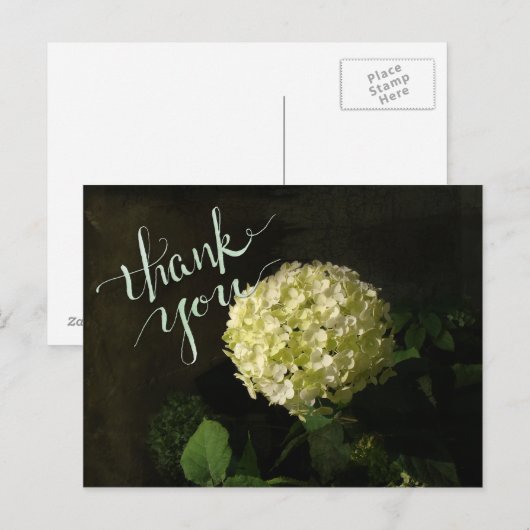 Annabelle Hydrangea Vielen Dank Postkarte (Vorne/Hinten)