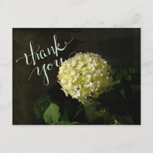 Annabelle Hydrangea Vielen Dank Postkarte