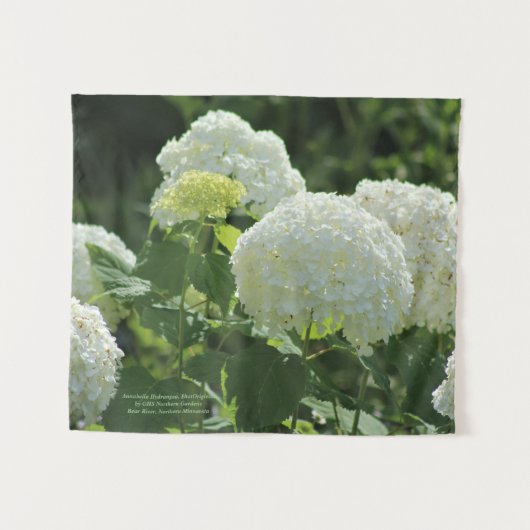 Annabelle Hydrangea Wandteppich (Vorderseite (Horizontal))