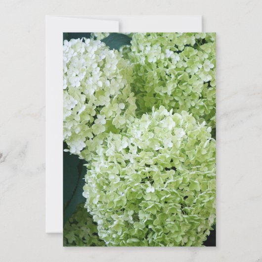 Annabelle Hydrangeas-Brautparty Einladung (Rückseite)