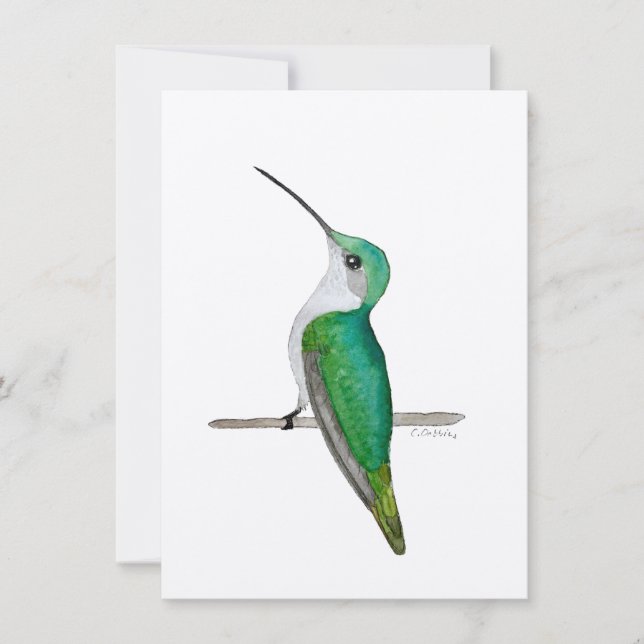Anna's Hummingbird (Vorderseite)