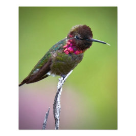 Anna's Hummingbird Akrylus Print Fotodruck