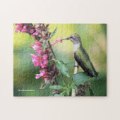 Anna's Hummingbird auf den Anise Hyssop-Blume Puzzle (Horizontal)
