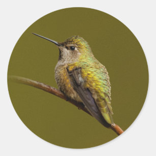 Anna's Hummingbird auf der Scarlet Trumpetvine Runder Aufkleber