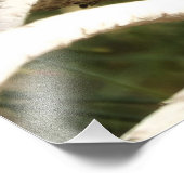 Anna's Hummingbird auf Nest Fotodruck (Ecke)