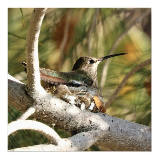 Anna's Hummingbird auf Nest Fotodruck (Vorne)