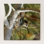 Anna's Hummingbird auf Nest Puzzle (Horizontal)