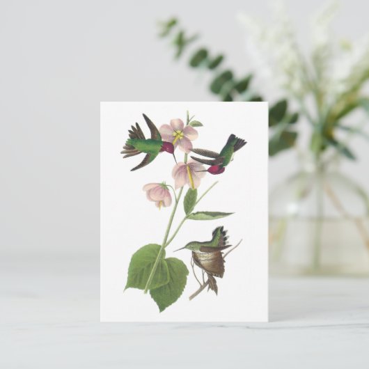 Anna's Hummingbird by Audubon Postkarte (Stehend Vorderseite)