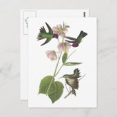 Anna's Hummingbird by Audubon Postkarte (Vorne/Hinten)