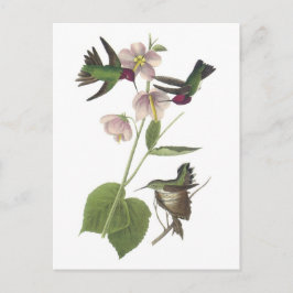 Anna's Hummingbird by Audubon Postkarte