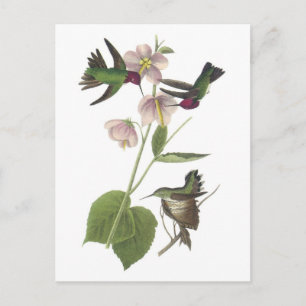 Anna's Hummingbird by Audubon Postkarte