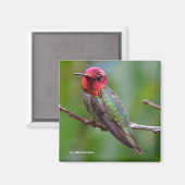 Anna's Hummingbird: Dieser König trägt eine rosa K Magnet (Vorderseite/Rückseite)