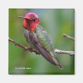 Anna's Hummingbird: Dieser König trägt eine rosa K Magnet (Vorne)