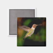 Anna's Hummingbird im Flight Magnet (Vorderseite/Rückseite)