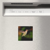 Anna's Hummingbird im Flight Magnet (In Situ (Geschirrspüler))
