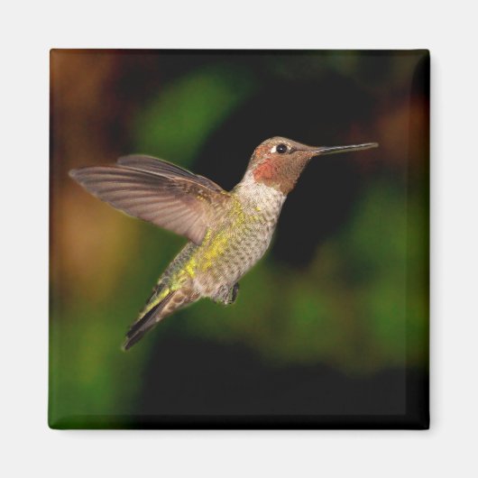 Anna's Hummingbird im Flight Magnet (Vorne)