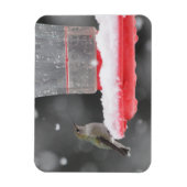 Anna's Hummingbird im Schnee Magnet (Vertikal)