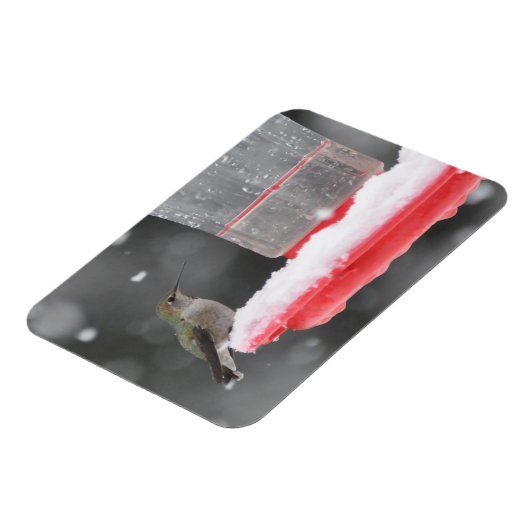 Anna's Hummingbird im Schnee Magnet (Linke Seite)