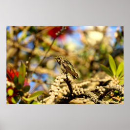 Anna's Hummingbird, Kalifornien, 36x24 Foto Poster