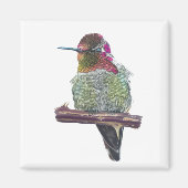 Anna's Hummingbird Magnet (Vorne)