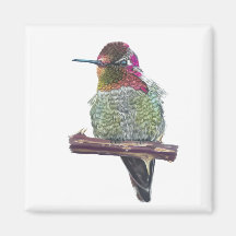 Anna's Hummingbird Magnet