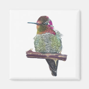 Anna's Hummingbird Magnet