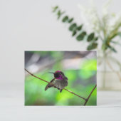 Anna's Hummingbird Postkarte (Stehend Vorderseite)
