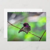 Anna's Hummingbird Postkarte (Vorne/Hinten)