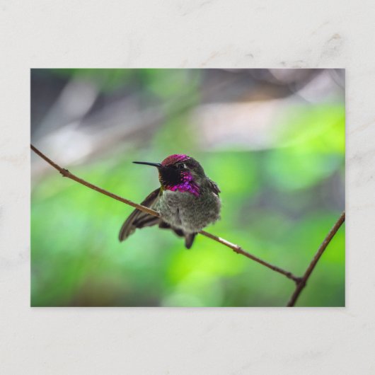 Anna's Hummingbird Postkarte (Vorderseite)