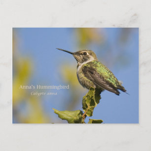 Anna's Hummingbird Postkarte