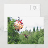 Anna's Hummingbird Postkarte (Vorne/Hinten)
