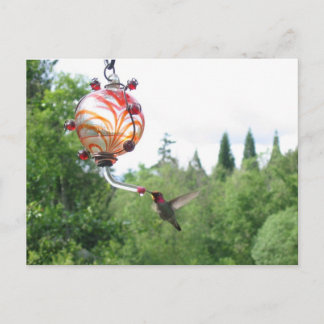 Anna's Hummingbird Postkarte
