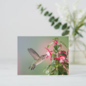 Anna's Hummingbird und Fuschia Postkarte (Stehend Vorderseite)