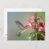 Anna's Hummingbird und Fuschia Postkarte (Vorne/Hinten)