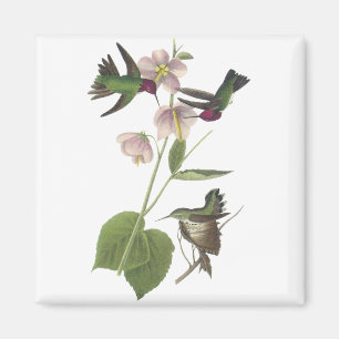 Annas Kolibri, James Audubon Magnet