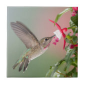 Annas Kolibri und Fuschia Fliese (Vorderseite)