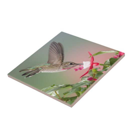 Annas Kolibri und Fuschia Fliese (Seite)