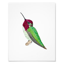 Annaskolibri
