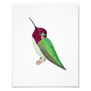 Annaskolibri Fotodruck