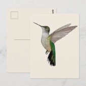 Annaskolibri Postkarte (Vorne/Hinten)