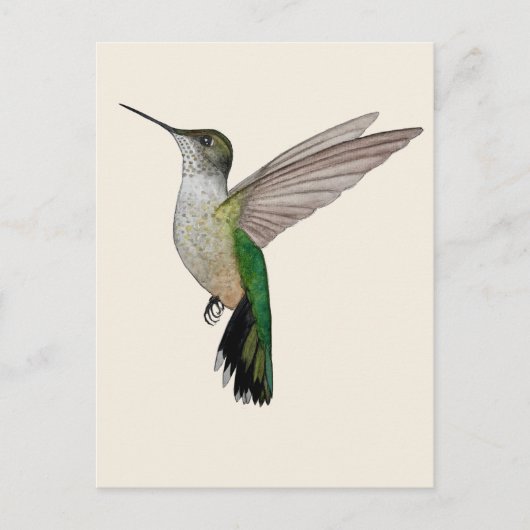 Annaskolibri Postkarte (Vorderseite)