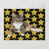 Annie's Star : Cat Postcard Postkarte (Vorderseite)