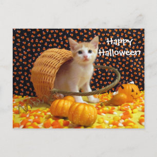 Annie's Sweet Halloween Cat / Kitten Postcard Postkarte