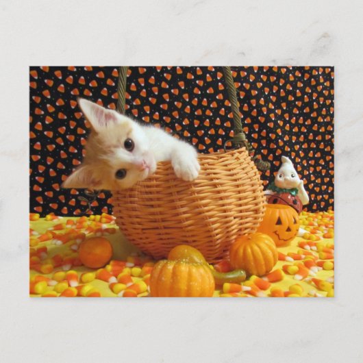 Annie's Sweet Halloween - Katze / Kitten Postkarte (Vorderseite)