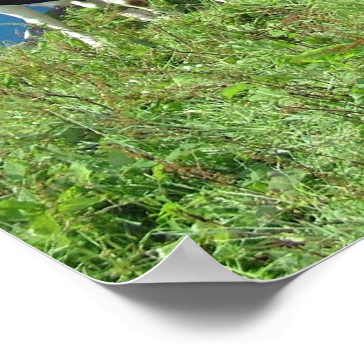 Annoyed Kuh Poster (Ecke)