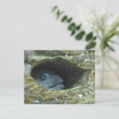 Annoyed Sentry Fish Postkarte (Stehend Vorderseite)