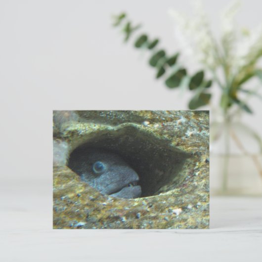 Annoyed Sentry Fish Postkarte (Stehend Vorderseite)