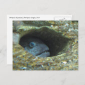 Annoyed Sentry Fish Postkarte (Vorne/Hinten)