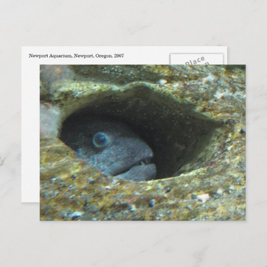 Annoyed Sentry Fish Postkarte (Vorne/Hinten)